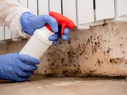 Reliable Kent, WA Mold Removal Services Solutions